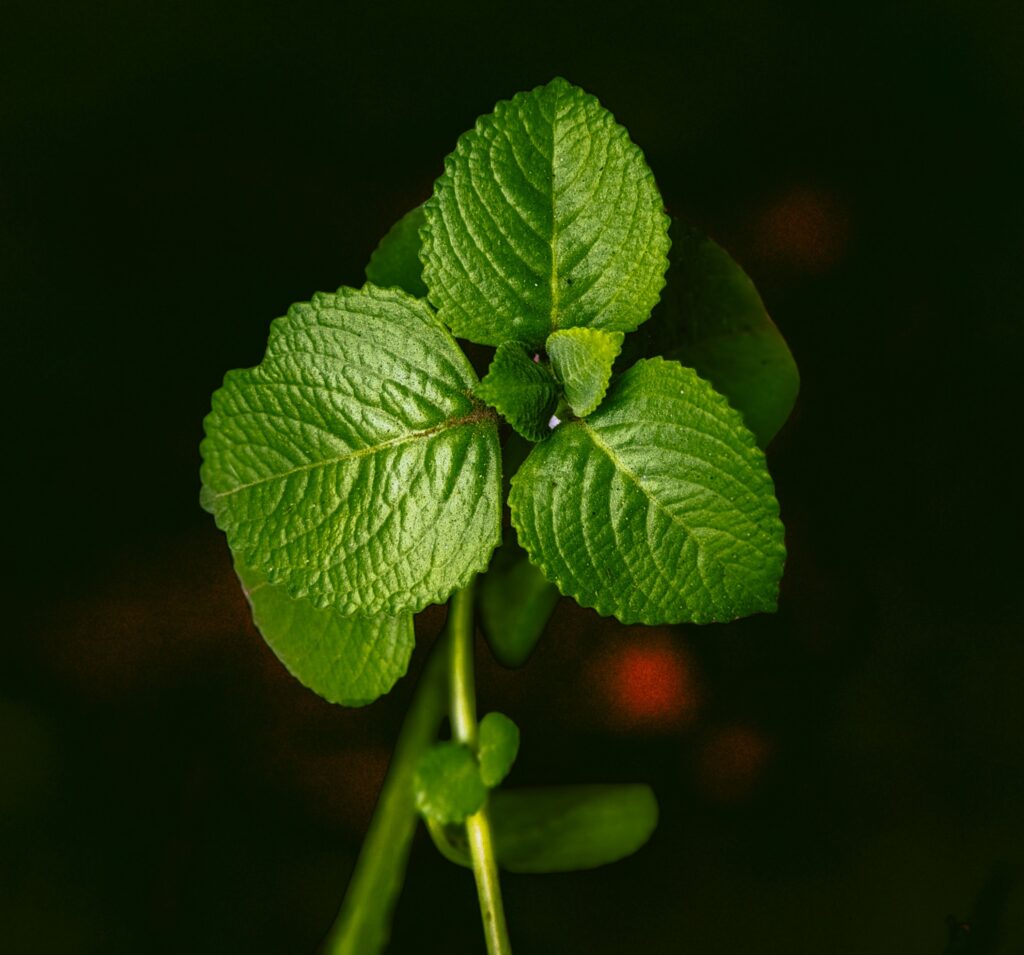 How to Grow Mint Indoors