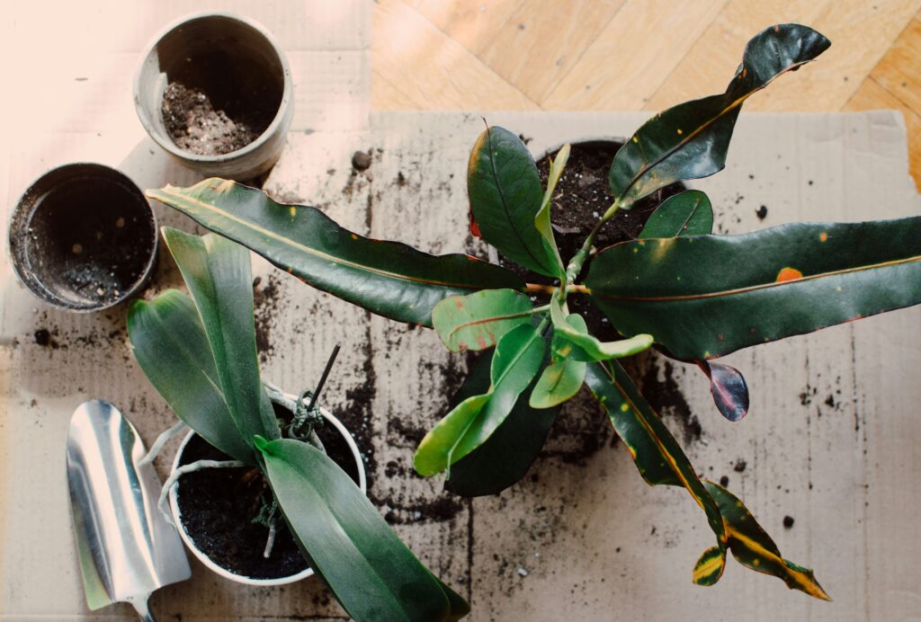 How to Revive a Dying Plant