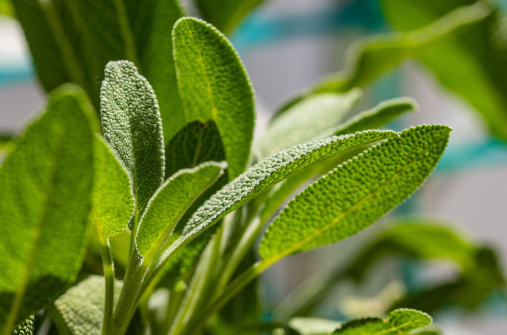 Mint Indoors plant
