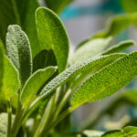 Mint Indoors plant