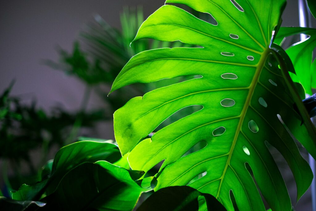 Monstera Leaves Turning Yellow