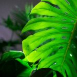 Monstera Leaves Turning Yellow