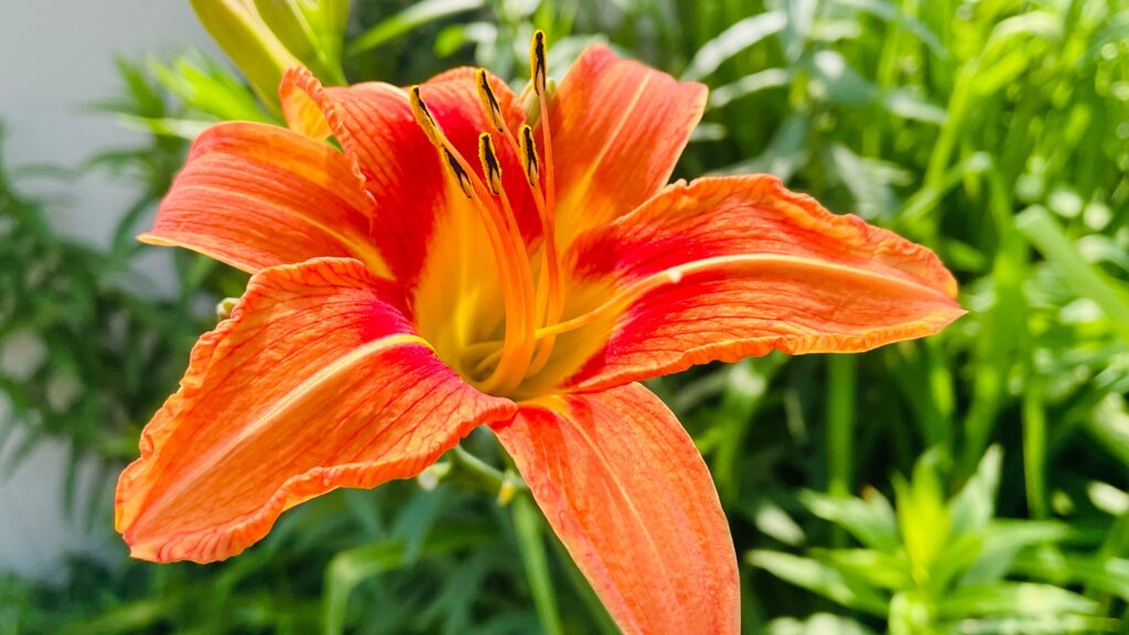 Plant Tiger Lily