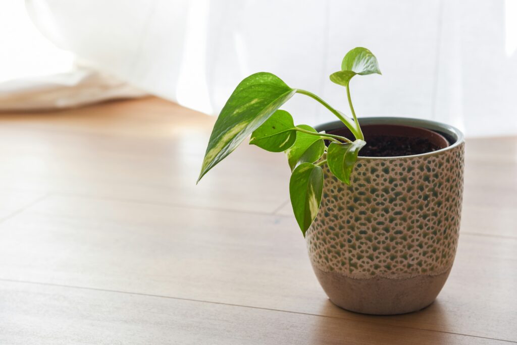 Pothos Plant Care