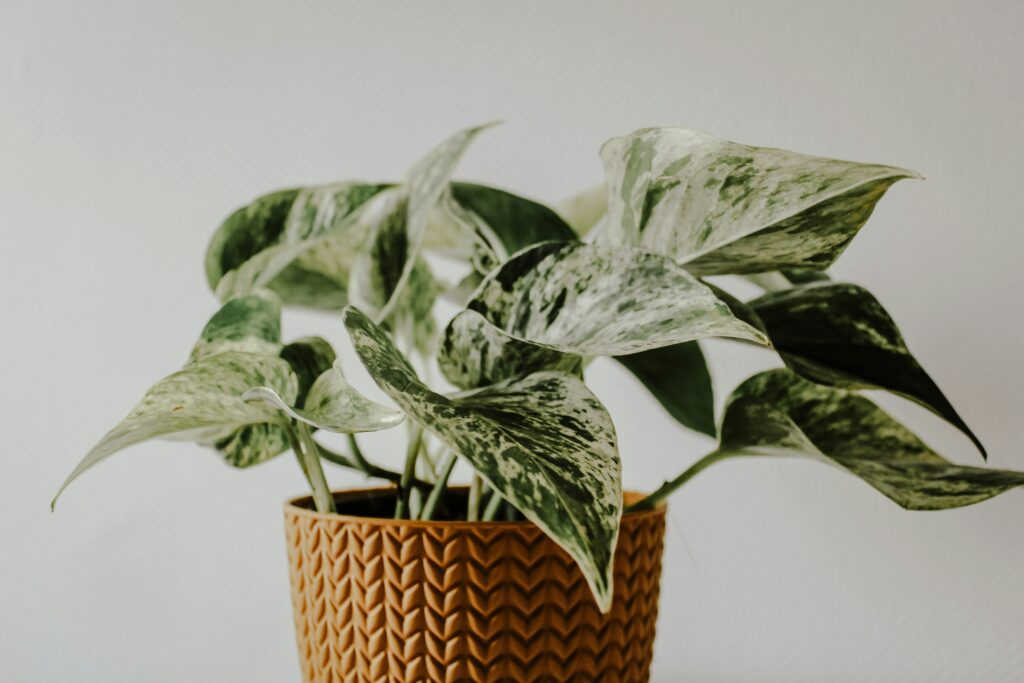 Pothos Plant Care 2026