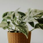 Pothos Plant Care 2026