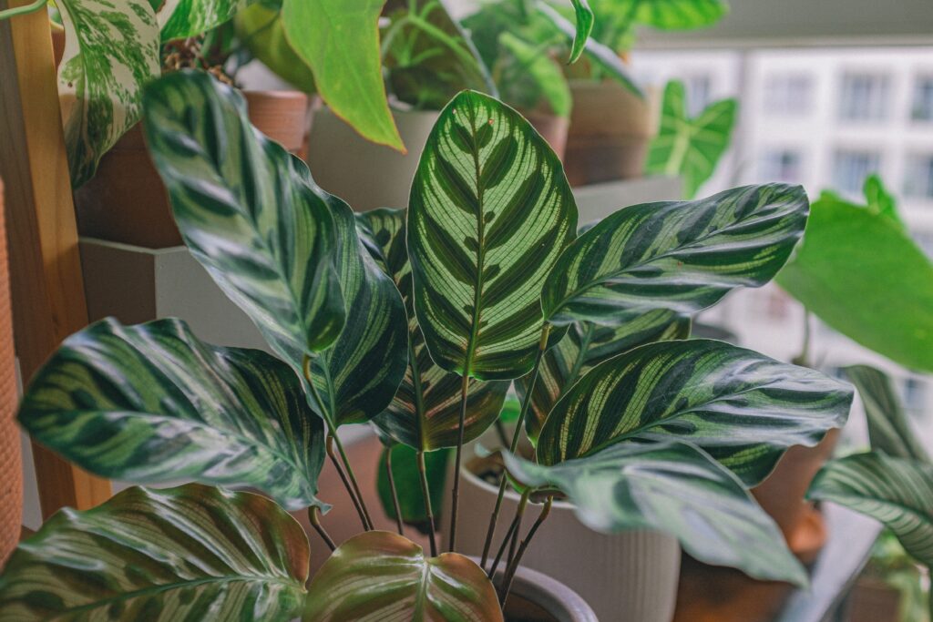 Prayer Plant Care