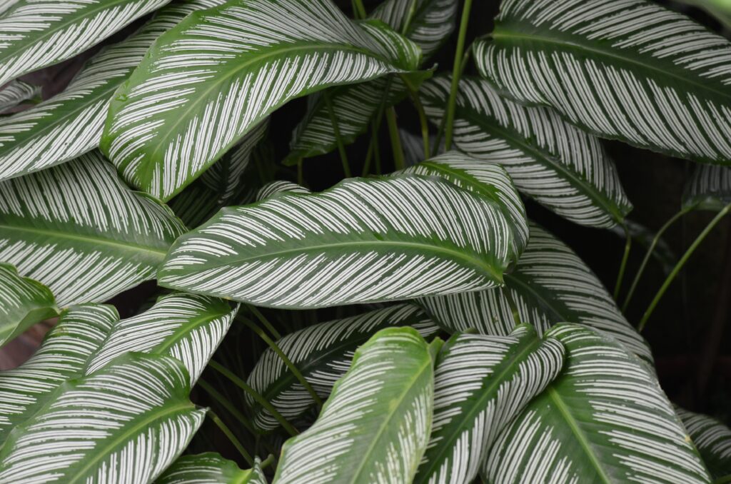 Prayer Plant Care 2026
