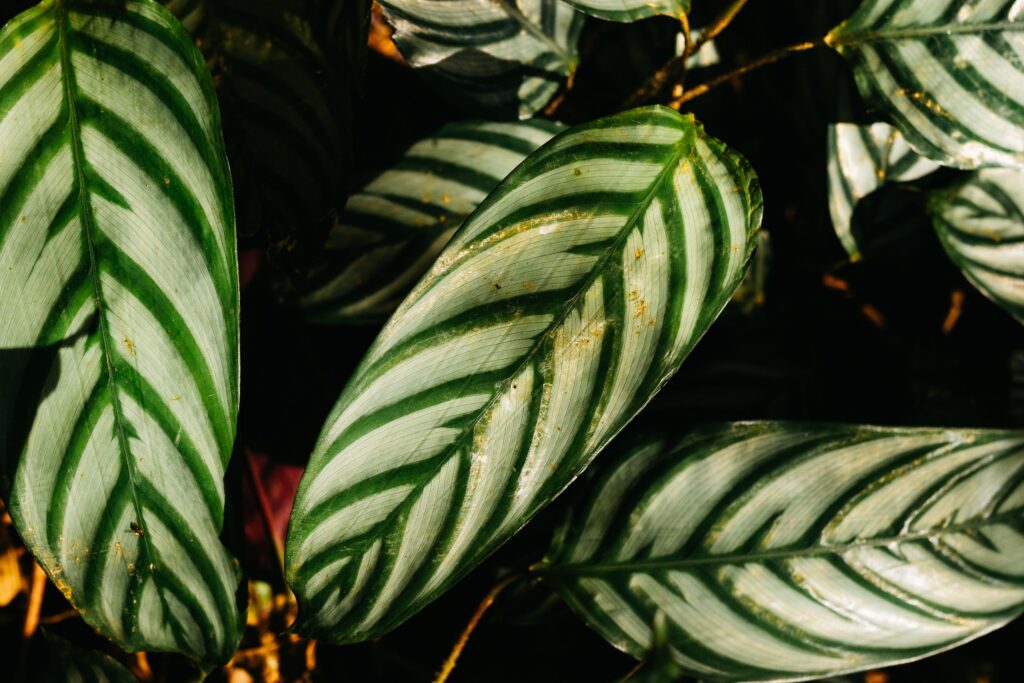 Problems in Prayer Plant Care