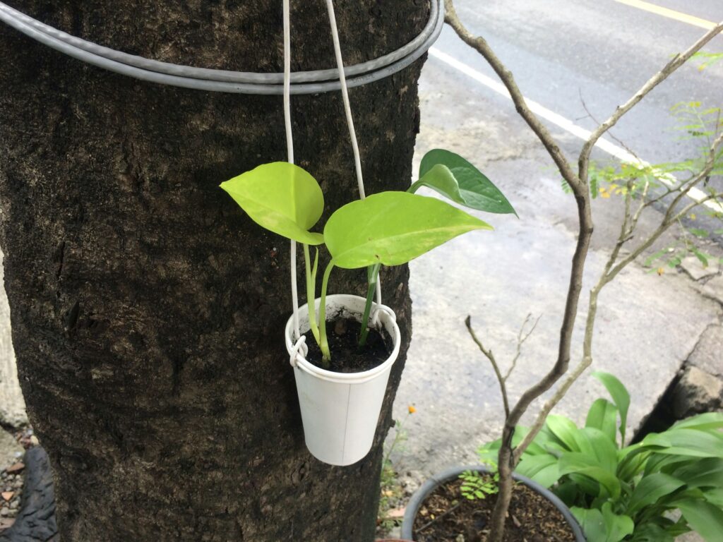 Propagating Pothos
