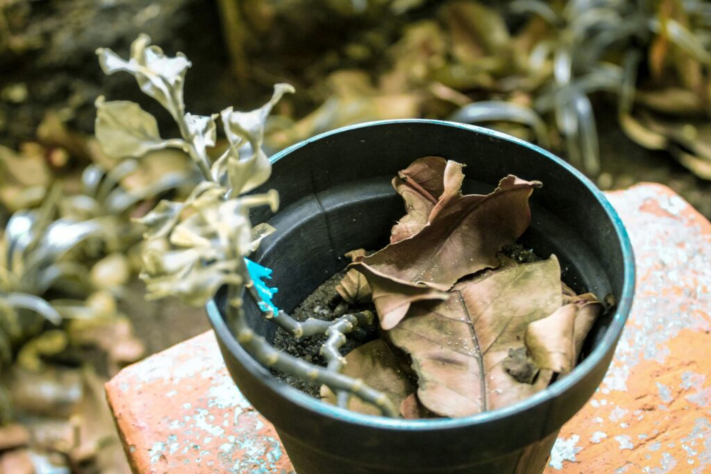Reviving a Plant After Transplant Shock
