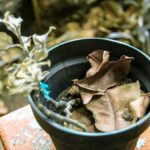 Reviving a Plant After Transplant Shock