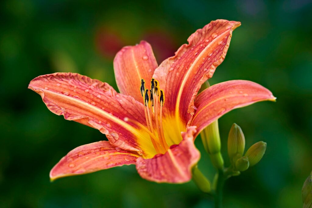 Tiger Lily