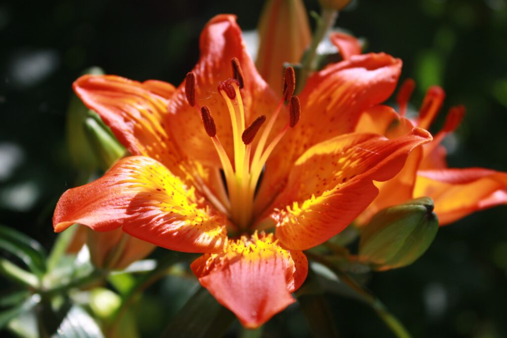 Tiger Lily Varieties Worth Growing