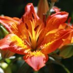 Tiger Lily Varieties Worth Growing