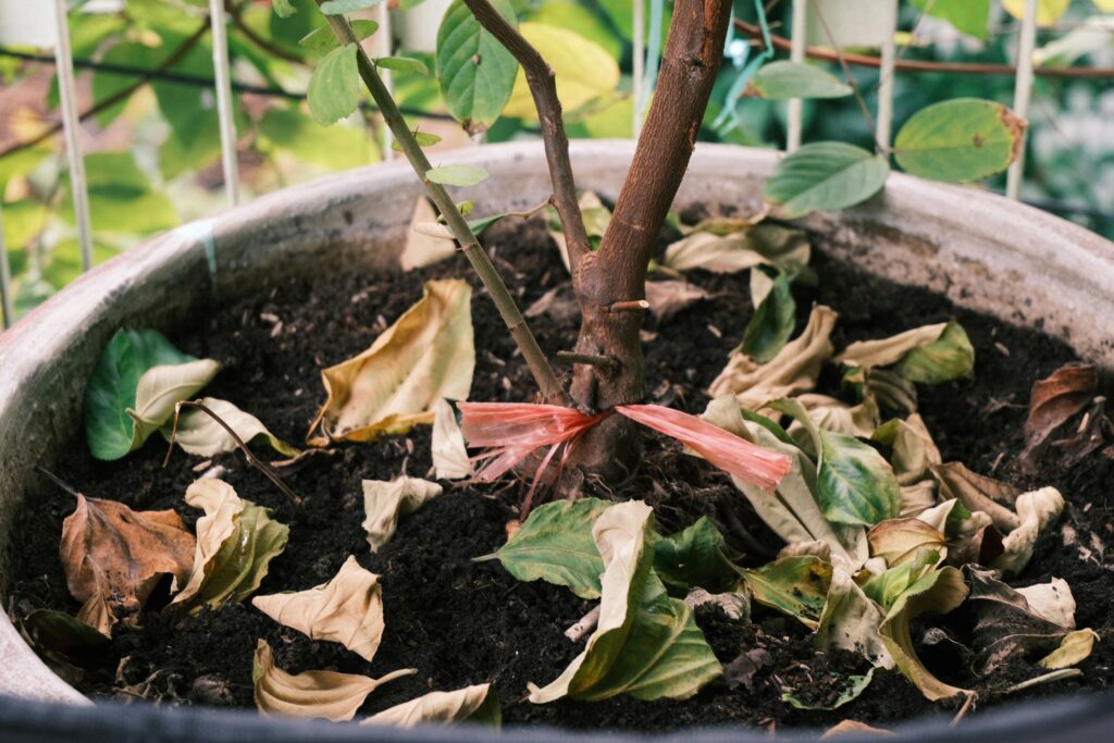 Trying to Revive a Dying Plant