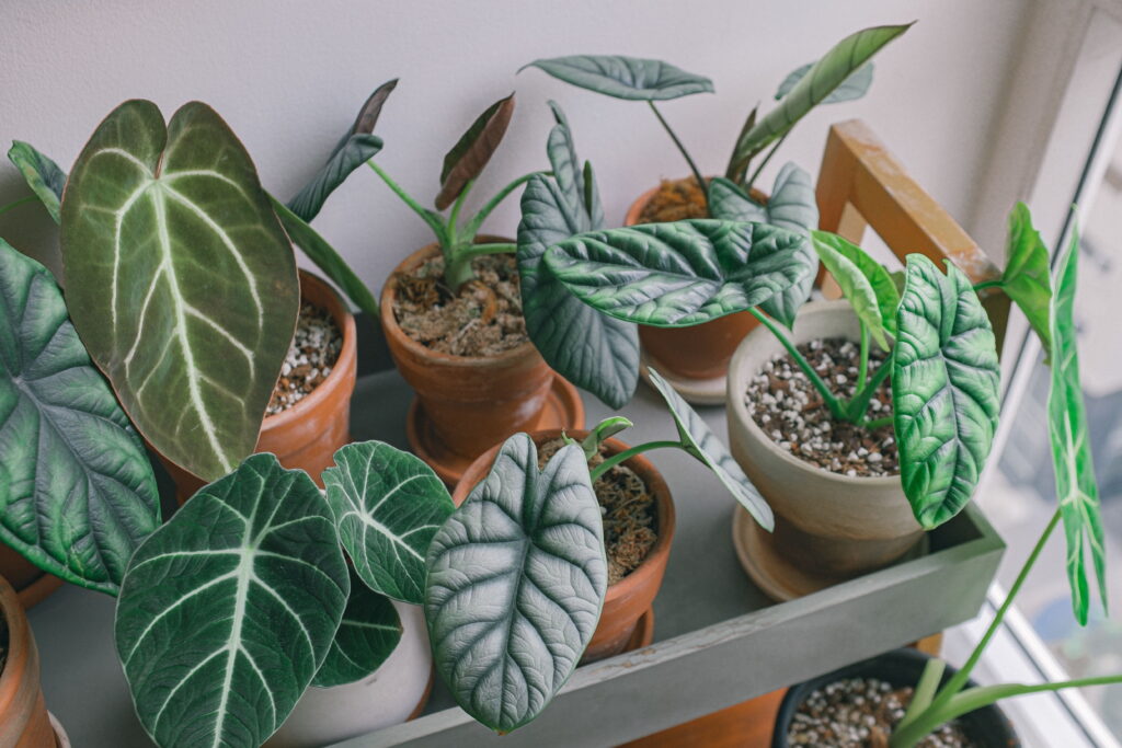 Water Your Elephant Ear Plant