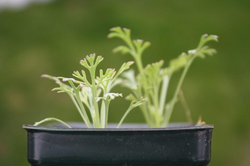 Watering and Fertilizing Cilantro