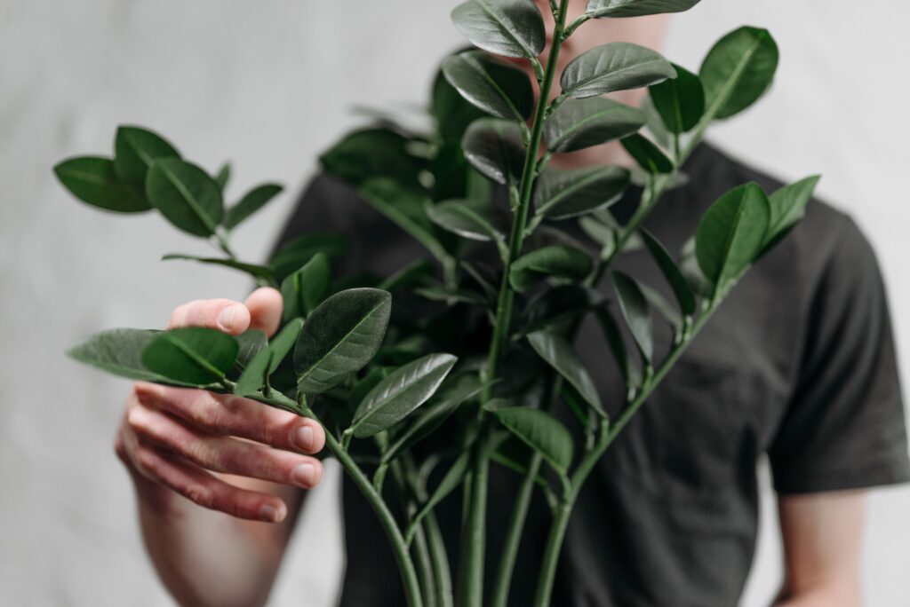 ZZ Plant Care