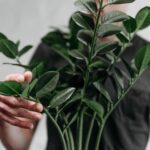 ZZ Plant Care