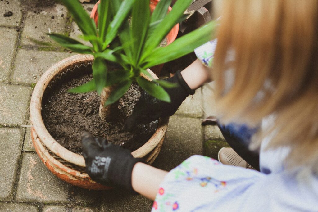 ZZ plant Soil and Potting