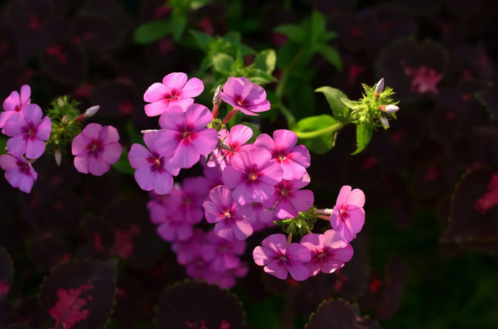 Creeping Phlox