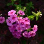 Creeping Phlox