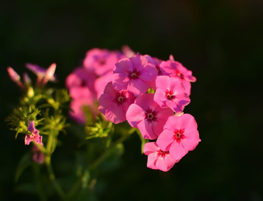 Creeping Phlox Growing