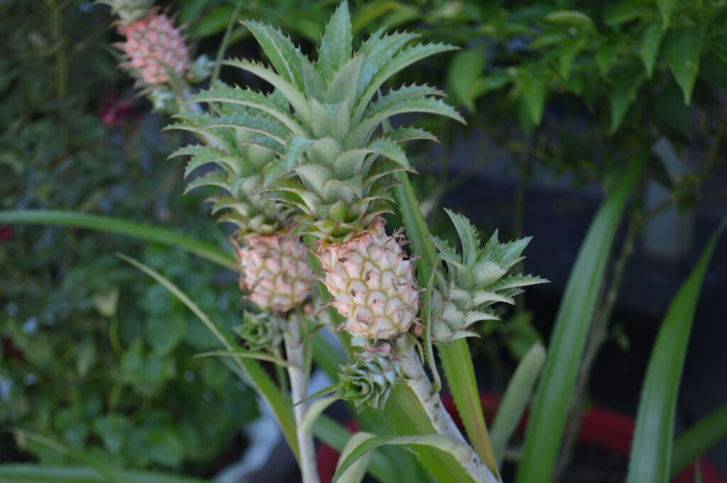 Pineapple Plant