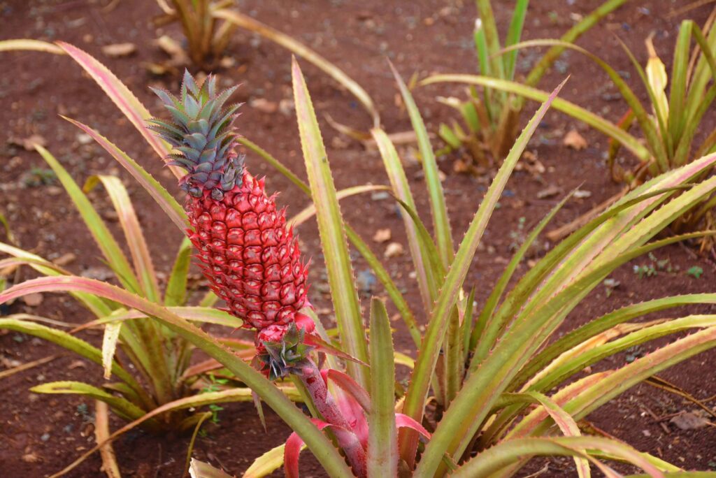 Pineapple Plant at Home