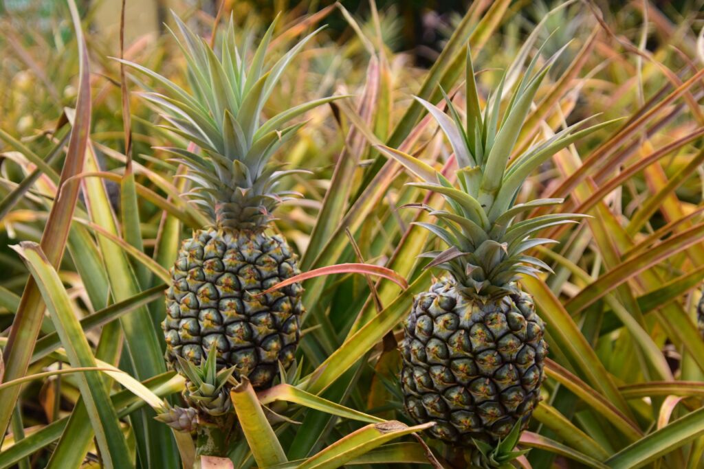 Pink Pineapple as a Houseplant