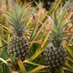 Pink Pineapple as a Houseplant