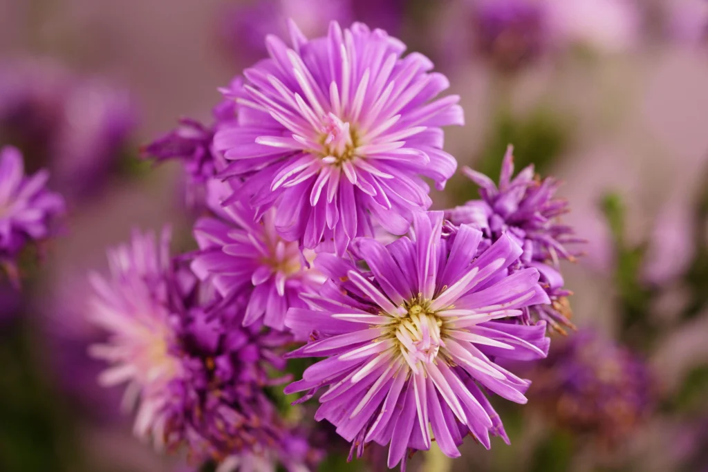 September Birth Flower