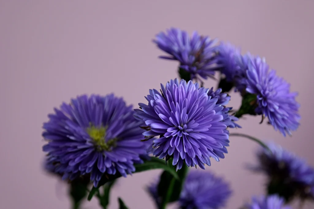 September Birth Flower 2026