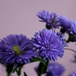 September Birth Flower