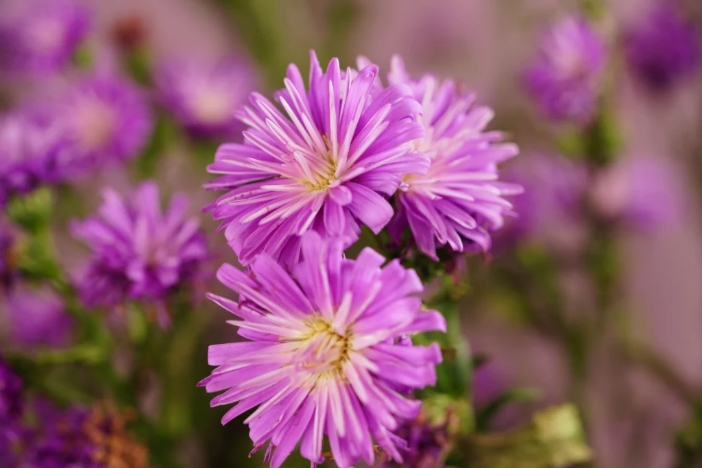 September-Birth-Flower-caring