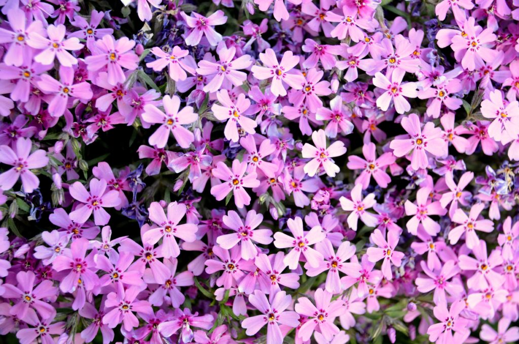 Watering Your Creeping Phlox