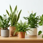 Best Houseplants for Fall