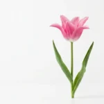 Lily Flowered Tulips